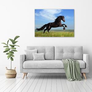 Moderní fotoobraz canvas na rámu Černý kůň na louce pl-oc-100x70-f-26473191