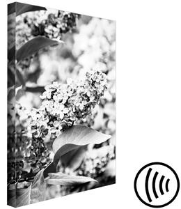 Obraz Kvetoucí šeřík - černobílá fotografie šeříkového keře s květinami