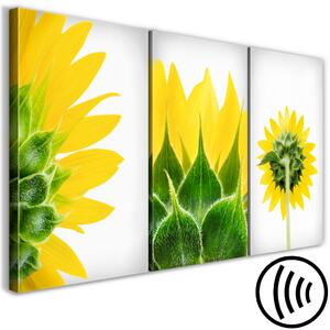 Obraz Pózy slunečnic (3-dílný) - bílá kompozice s žlutými slunečnicemi