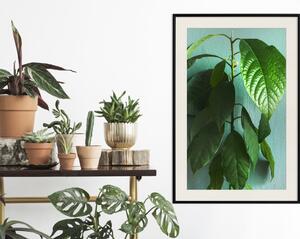 Plakát Avokádo - vysoká rostlina s ​​zelenými listy na pozadí tyrkysové zdi