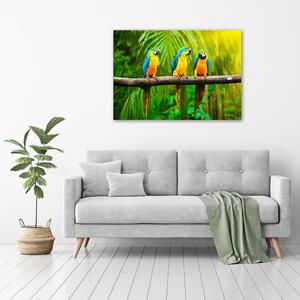 Moderní fotoobraz canvas na rámu Papoušci na větvi pl-oc-100x70-f-42532067