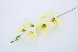 Umělé kvítí GLADIOLA krémová