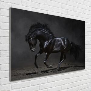 Foto obraz sklo tvrzené Černý kůň pl-osh-100x70-f-47712826
