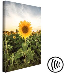 Obraz Pole slunečnic (1-dílný) svislý - Jarní krajina louky se slunečnicemi
