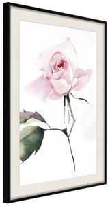 Plakát Samotná růže - přirozená kompozice růžové rostliny na bílém pozadí