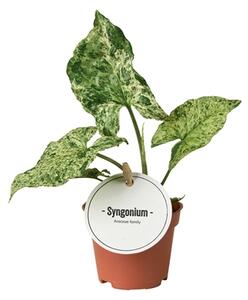 Syngonium podophyllum Mottled, průměr 6 cm Syngonium, Syngónium