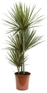 Dracaena marginata Bicolor, průměr 24 cm Dracéna lemovaná, Dračinec