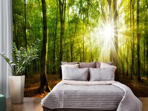 Fototapeta Slunce procházející korunou stromů - krajina zeleného lesa a listů