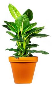Dieffenbachia Green Magic, průměr 17 cm Difenbachie, mramornatka