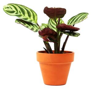 Ctenanthe Burle-marxii, průměr 6 cm Ktenante
