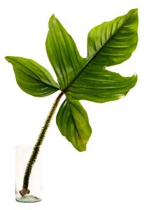 Philodendron squamiferum - řízek k zakořenění Filodendron