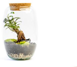 Skleněná dóza CORNUS s korkovým špuntem, 22x15 cm - osázené Ficus Microcarpa Ginseng