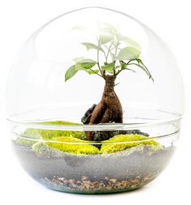 Skleněné terárium boule - výška 27 cm, průměr 27 cm - osázené Ficus Microcarpa Ginseng