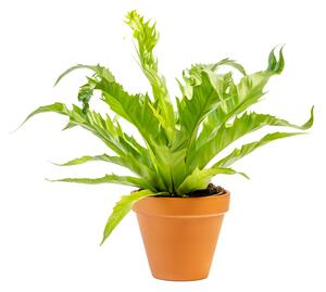 Asplenium Gioia, průměr 12 cm Sleziník