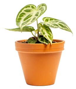 Anthurium Silver Blush, průměr 12 cm Anturie, Toulitka, Prasečí ocásek