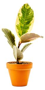 Ficus elastica Tineke, průměr 8,5 cm Fíkovník pryžodárný, Fíkovník, Gumovník