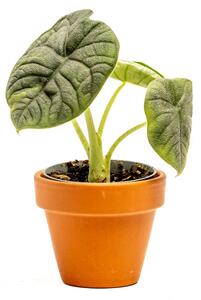 Alocasia Melo, průměr 6 cm Alokásie, Alokázie
