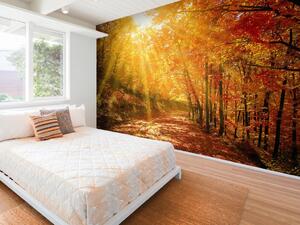 Fototapeta Zlatá podzim - krajinná cesta lesem a stromy v slunečních paprscích