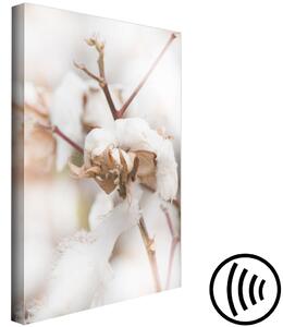 Obraz Větvičky bavlníku - přírodní rostlinná fotografie ve stylu boho