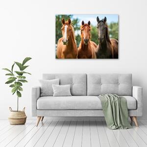 Moderní fotoobraz canvas na rámu Tři koně pl-oc-100x70-f-58776709