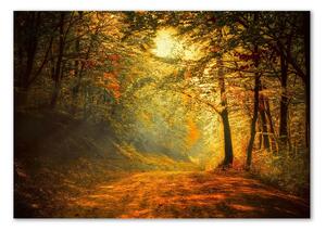 Fotoobraz na skle Podzimní les pl-osh-100x70-f-60738927
