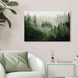 Obraz Horský les - pohled na zelené jehličnaté stromy zahalené mlhou