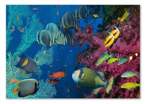 Fotoobraz na skle Korálový útes pl-osh-100x70-f-64308436