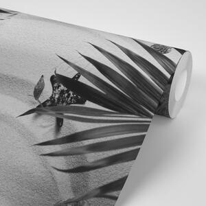 Fototapeta černobílé mušle pod palmovým listem