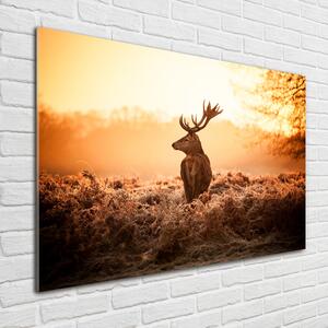 Fotoobraz skleněný na stěnu do obýváku Jelen východ slunce pl-osh-100x70-f-65543404