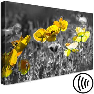 Obraz Kontrast přírody (1-dílný) - Jarní louka kvetoucích máků