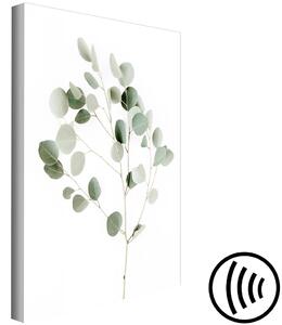 Obraz Stříbrný eukalyptus (1-dílný) svislý - krajina vegetace na bílém pozadí v boho stylu