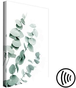 Obraz Listy eukalyptu - zelené větvičky rostlin na bílém pozadí