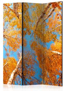 Paraván - Podzimní koruny stromů 135x172