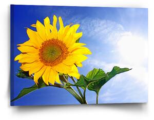 Sablio Obraz Slunečnice 2 - 90x60 cm