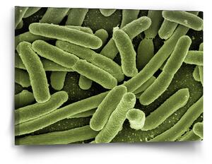 Sablio Obraz Bakterie - 60x40 cm