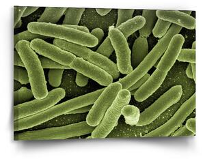 Sablio Obraz Bakterie - 90x60 cm
