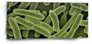 Sablio Obraz Bakterie - 110x50 cm
