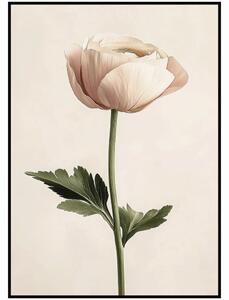 Jen tak z lásky Plakát Pryskyřník (Ranunculus) Rozměr plakátu: A4 (21 x 29,7 cm)