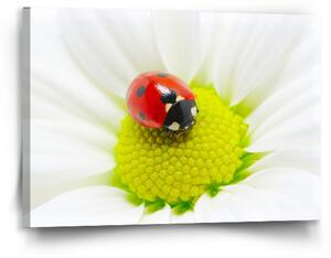 Obraz SABLIO - Beruška na květu 90x60 cm