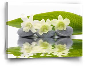 Obraz SABLIO - Bílá orchidej 60x40 cm