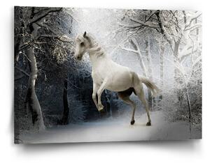 Sablio Obraz Bílý kůň - 90x60 cm