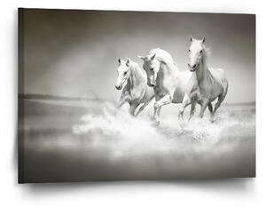 Sablio Obraz Bílí koně - 90x60 cm