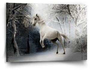 Sablio Obraz Bílý kůň - 60x40 cm