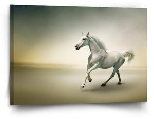 Sablio Obraz Bílý kůň 2 - 90x60 cm