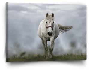 Sablio Obraz Bílý kůň 3 - 120x80 cm