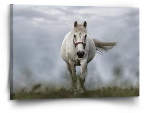 Sablio Obraz Bílý kůň 3 - 90x60 cm