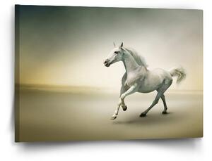 Sablio Obraz Bílý kůň 2 - 60x40 cm