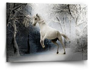 Sablio Obraz Bílý kůň - 120x80 cm