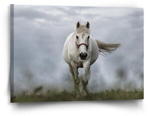 Sablio Obraz Bílý kůň 3 - 60x40 cm