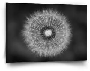 Obraz SABLIO - Černobílá pampeliška 90x60 cm